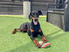 adoptable Dog in  named ZARA