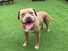 adoptable Dog in Orange, CA named KAE