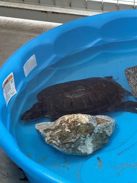 adoptable Turtle in Orange, CA named ANASTASIA