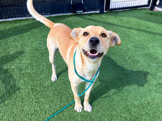 adoptable Dog in Orange, CA named ODIN