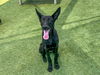 adoptable Dog in orange, CA named VICTORIA