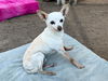 adoptable Dog in orange, CA named BERT