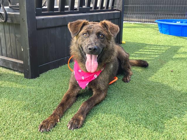 adoptable Dog in Orange, CA named TEDDY BEAR