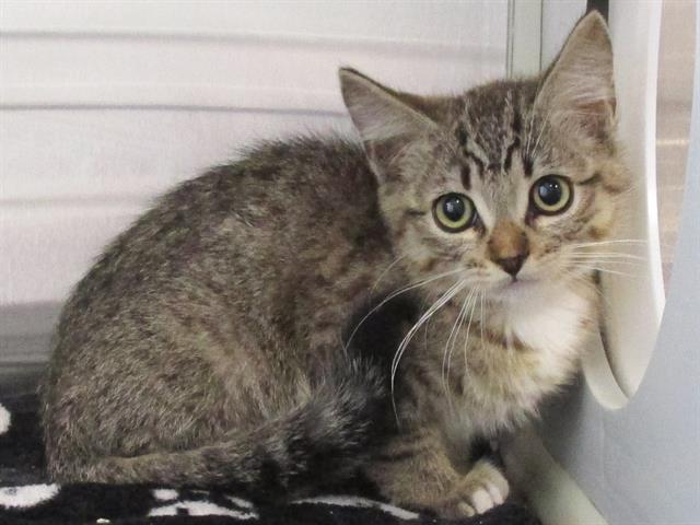 adoptable Cat in Orange, CA named KINCAID