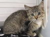 adoptable Cat in Orange, CA named KINCAID