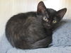 adoptable Cat in Orange, CA named MAUREEN