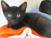 adoptable Cat in orange, CA named MORRIS