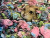 adoptable Hamster in orange, CA named CHEETOH