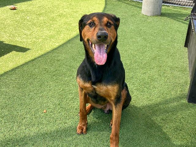 adoptable Dog in Orange, CA named DILBERT