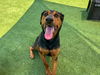 adoptable Dog in Orange, CA named DILBERT