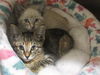 adoptable Cat in orange, CA named RHONDA