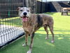 adoptable Dog in  named BAXTER