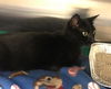 adoptable Cat in Orange, CA named MIDNIGHT