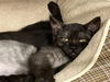adoptable Cat in Orange, CA named PRINCESS BALA