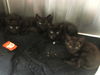 adoptable Cat in orange, CA named ZACKARIAH