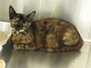 adoptable Cat in orange, CA named CRICKET