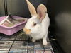 adoptable Rabbit in  named RAMBO