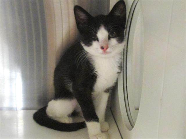 adoptable Cat in Orange, CA named MARGE