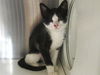 adoptable Cat in Orange, CA named MARGE