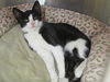 adoptable Cat in Orange, CA named MAGGIE