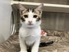 adoptable Cat in Orange, CA named EDGAR