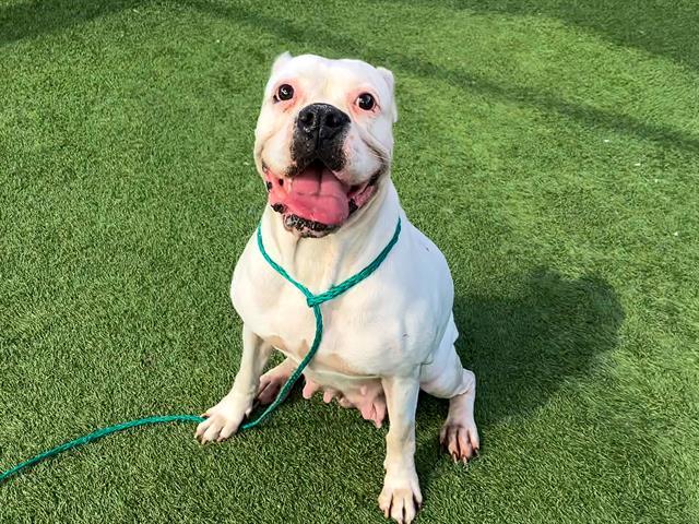 adoptable Dog in Orange, CA named ADORA