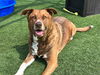 adoptable Dog in orange, CA named MEEMEES
