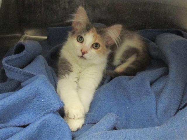 adoptable Cat in Orange, CA named ZULLY
