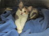 adoptable Cat in orange, CA named ZULLY