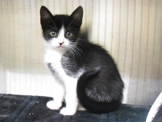 adoptable Cat in Orange, CA named LARS