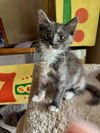 adoptable Cat in Orange, CA named SPRINKLES