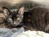 adoptable Cat in orange, CA named MYSTIQUE