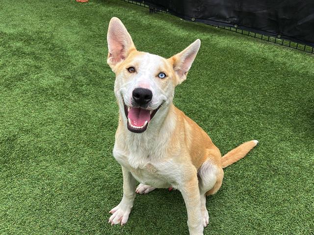 adoptable Dog in Orange, CA named MANGO