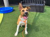 adoptable Dog in orange, CA named CHEX