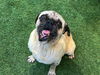 adoptable Dog in  named ARGO