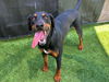 adoptable Dog in  named ARTIE