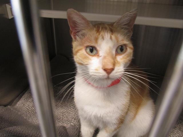 adoptable Cat in Orange, CA named ROBBY