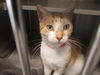adoptable Cat in orange, CA named ROBBY