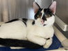 adoptable Cat in Orange, CA named GEORGIE