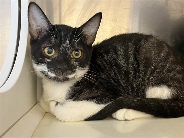 adoptable Cat in Orange, CA named JESSE