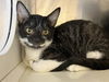 adoptable Cat in Orange, CA named JESSE