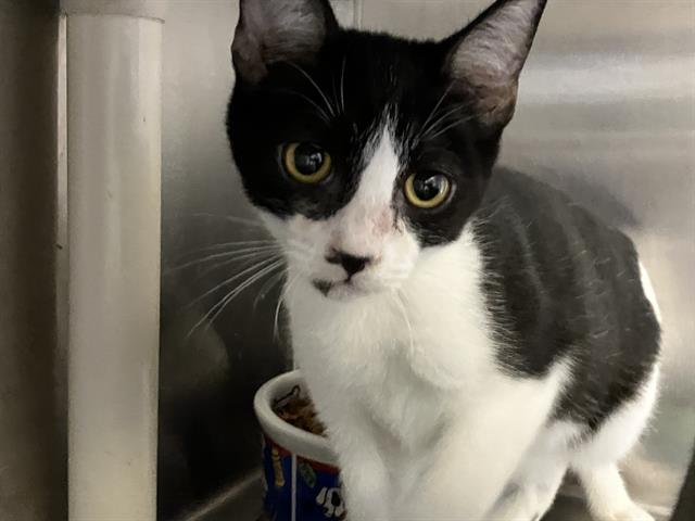 adoptable Cat in Orange, CA named DAVE