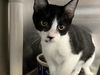 adoptable Cat in orange, CA named DAVE