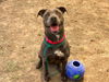 adoptable Dog in orange, CA named NANA
