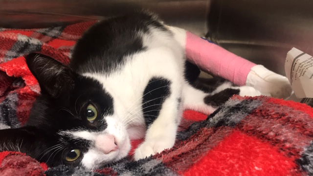 adoptable Cat in Orange, CA named A1924024