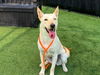 adoptable Dog in  named FLOWER