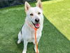 adoptable Dog in  named BUTTERCUP