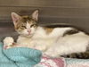 adoptable Cat in Orange, CA named MADONNA