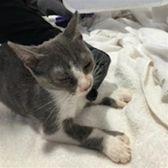 adoptable Cat in Orange, CA named CHRISTOPHER