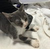 adoptable Cat in orange, CA named CHRISTOPHER
